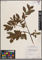 Foto von Salix discolor Muhl.